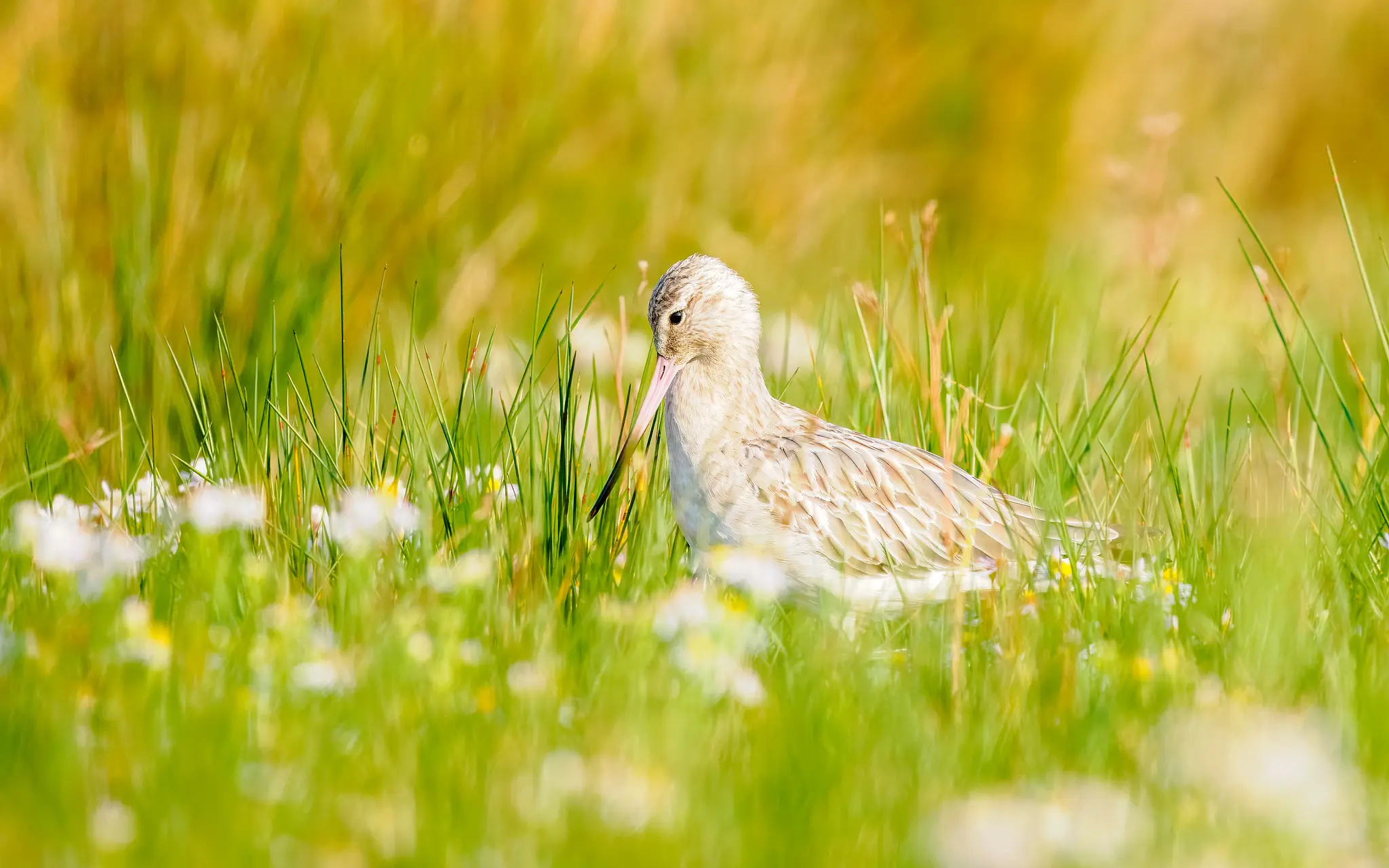 Pfuhlschnepfe / Bar-tailed Godwit (Limosa lapponica)
