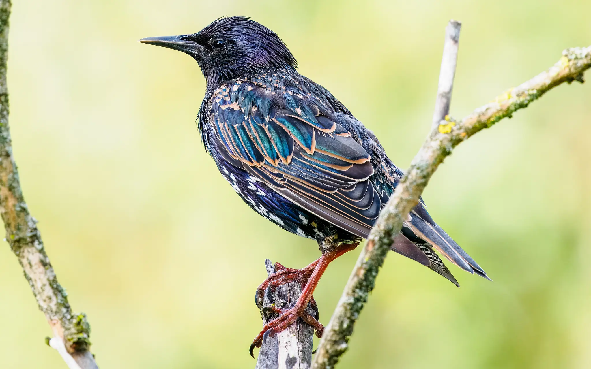Star / European Starling (Sturnus vulgaris)