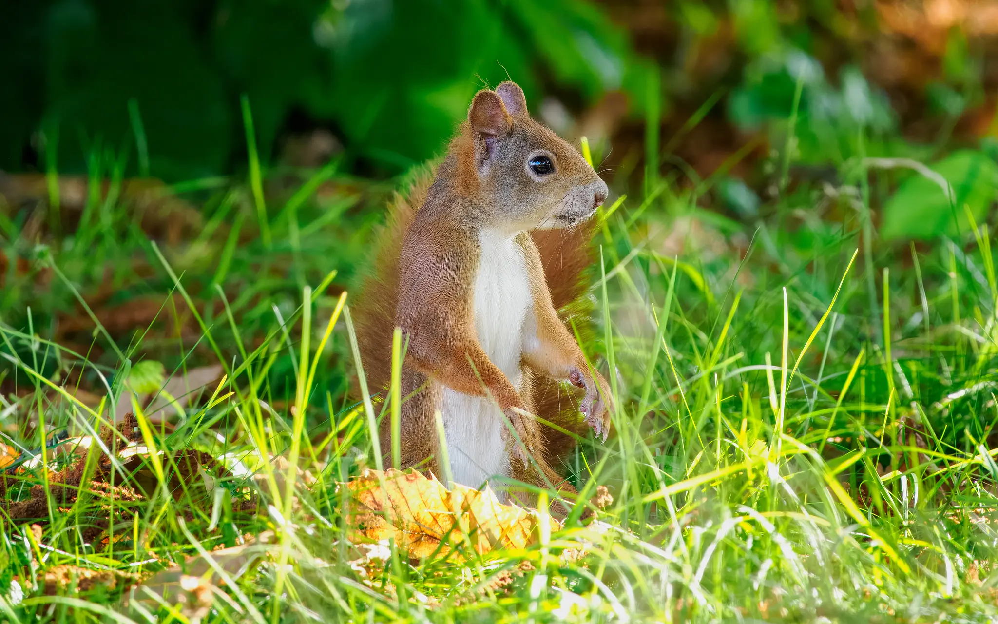 Eurasisches Eichhörnchen / Eurasian Red Squirrel (Sciurus vulgaris)